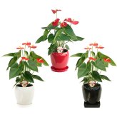 アンスリウム 5号 赤 丸陶器 高さ約65cm 観葉植物