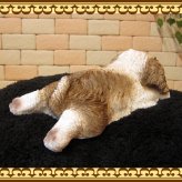 犬　置物 リアル　ウトウト・ねむねむ　シーズー　いぬ　動物オブジェ　ガーデン　オーナメント　店舗　カウンター　装飾　オブジェ　インテリア　玄関先　庭　犬好きさん人気ギフト　動物人気ギフト　クリスマスプレゼント　お誕生日祝い　母の日人気　父の日人気　敬老の日人気