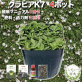 クラピア K7 苗4株 お試し1平米用 白品種 植栽マニュアル付き グランドカバー 植物 4ポット 肥料 活力剤 2種付き イワダレソウ改良種 白品種 白い花 プランツ 庭 屋上 緑化 多年草 地被植物 ほふく性 下草 背が低い 宿根草 ガーデニング 雑草対策 diy