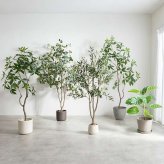 【高さ160cm】光触媒人工観葉植物 パキラ 曲がり 幅72cm×奥行50cm×高さ160cm オフィス 天然木 組立品 お部屋に気軽に飾れて空間を美しく彩るフェイクグリーン 本物の植物のようなリアルな質感とインテリアに馴染む風合いが魅力です