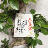 ガジュマル 観葉植物 八の字 8号鉢苗 大型 盆栽 末広がりの8の字 室内 珍しい 希少種 多幸の木 幸福をもたらす精霊が住むガジュマルの木 おしゃれなインテリア 結婚祝い 新築祝い 開店祝い 開業祝い 誕生日 母の日 父の日 記念日 プレゼントギフト 肥料別売り 敬老の日