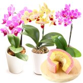 ＼早割！8/31の16時まで／ 敬老の日 ギフト プレゼント 早割 人気 花 生花 蘭 胡蝶蘭 鉢植え ミディ 2.5号 洋蘭園 フラワーギフト バウムクーヘン スイーツ お菓子 洋菓子 花とお菓子 60代 70代 80代 90代 おじいちゃん おばあちゃん 孫 孫から おいもや