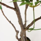 観葉植物 造花 ツピタンサス BROWN 全高約210cm 大型 3本立ち フェイクグリーン 高級 本物そっくり リアル おしゃれ インテリア 人工観葉植物 アーティフィシャルグリーン オフィス 店舗 ホテル 開店祝い 室内 リビング 玄関 風水 ツピダンサス