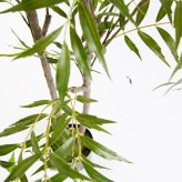 観葉植物 造花 マホニア コンフューサ BROWN 全高約180cm 大型 フェイクグリーン 高級 本物そっくり リアル おしゃれ 和風 和モダン インテリア 人工観葉植物 アーティフィシャルグリーン オフィス 店舗 ホテル 旅館 開店祝い 室内 リビング 玄関 庭木 細葉ヒイラギナンテン