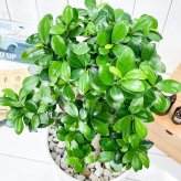PLANCHU 観葉植物 ガジュマル 八の字 8号鉢 受け皿付き 育て方説明書付き Ficus microcarpa フィカス ミクロカルパ 精霊の宿る木