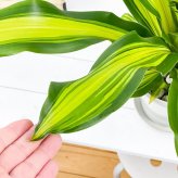 PLANCHU 観葉植物 ドラセナ ゴールドコード 6号鉢 受け皿付き 育て方説明書付き Dracaena ‘Gold Code’