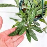 PLANCHU 観葉植物 ホヤ シギラティス 4号吊り鉢 育て方説明書付き Hoya sigillatis サクララン 桜蘭