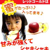 りんご 北海道産 蜜入 レッドゴールド リンゴ 9kg（約36-54個入）