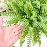 PLANCHU 観葉植物 ネフロレピス ツデー 6号吊り鉢 育て方説明書付き Nephrolepis exaltata ‘Teddy Junior’ ボストンファーン ボストンファン シダ植物