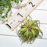 PLANCHU エアプランツ ティランジア エリックノブロック 1株 W12×H10cm前後 育て方説明書付き Tillandsia ‘Eric Knobloch’ エアープランツ チランジア