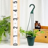 PLANCHU 観葉植物 ポトス グローバルグリーン 4号吊り鉢 育て方説明書付き PVP Epipremnum aureum ‘Global Green’  エピプレムナム アロイド