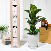 PLANCHU 観葉植物 フィカス リラータ 4号鉢 受け皿付き 育て方説明書付き Ficus lyrata カシワバゴムノキ ゴムノキ ゴムの木