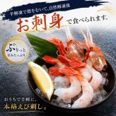特大 子持ち ボタンエビ　2Lサイズ　1ｋｇ（14～18尾入）　ぼたんえび 特大サイ ズ 卵入り 海老味噌も絶品 お刺身用 お寿司用 ぼたん海老