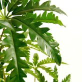 観葉植物 造花 アラレア BROWN 全高約155cm 大型 フェイクグリーン 本物そっくり おしゃれ インテリア 人工観葉植物 アーティフィシャルグリーン オフィス 店舗 ホテル 開店祝い 室内 ディジゴセカ フェイク