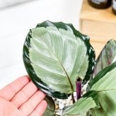 PLANCHU 観葉植物 カラテア ノーザンライト 4号鉢 受け皿付き 育て方説明書付き Calathea ‘Northern lights’