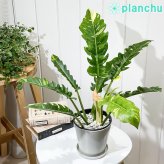 PLANCHU 観葉植物 フィロデンドロン リングオブファイア 5号鉢 受け皿付き 育て方説明書付き Philodendron ‘Ring Of Fire’ リングオブファイヤー 斑入り アロイド
