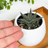 PLANCHU 多肉植物 アロエ ビートル 3号丸鉢 受け皿付き 育て方説明書付き Aloe haworthioides × descoingsii ハオルチオイデス × ディスコイングシー