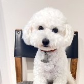 迷子札 アクリル 軽量 犬型 肉球 金 銀 シルバー ゴールド ネームタグ ペット ネームプレート 名札 ドッグタグ 名入れ 名前入れ 電話番号 いぬ イヌ 超軽量 ネーム入り トイプードル チワワ ダックス シュナウザー 柴犬 その他犬用品 その他猫用品