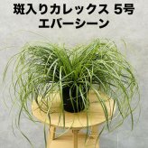 斑入り カレックス オシメンシス エバーシーン 15cmポット苗 株 下草 常緑 多年草 グランドカバー カラーリーフ 庭 寄せ植えに 花壇 鉢植え 高耐寒性
