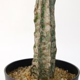 観葉植物 造花 ユーフォルビア BROWN 全高約147cm 大型 フェイクグリーン 本物そっくり おしゃれ インテリア 人工観葉植物 アーティフィシャルグリーン オフィス 店舗 ホテル 開店祝い 室内 多肉植物 フェイク