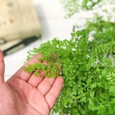 PLANCHU 観葉植物 アジアンタム ミクロフィラム 4号鉢 受け皿付き 育て方説明書付き Adiantum raddianum ‘Micropinnulum’ ミクロピンヌルム シダ植物