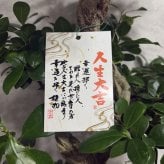 ガジュマル 観葉植物 八の字 8号鉢苗 大型 盆栽 末広がりの8の字 室内 珍しい 希少種 多幸の木 幸福をもたらす精霊が住むガジュマルの木 おしゃれなインテリア 結婚祝い 新築祝い 開店祝い 開業祝い 誕生日 母の日 父の日 記念日 プレゼントギフト 肥料別売り 敬老の日