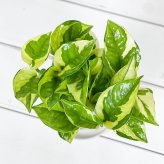 PLANCHU 観葉植物 ポトス エメラルド 3.5号鉢 受け皿付き 育て方説明書付き PVP Epipremnum aureum ‘N'Joy Lime’ エピプレムナム アロイド