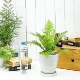 PLANCHU 観葉植物 ブレクナム シルバーレディ 5号樹脂鉢 ホワイト サスティー付き 受け皿付き 育て方説明書付き Blechnum gibbum ‘Silver Lady’ シダ植物