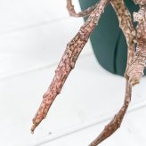 PLANCHU 多肉植物 ユーフォルビア プラティクラダ 5号吊り鉢 育て方説明書付き Euphorbia platyclada ゾンビプランツ