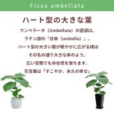 ウンベラータ 6号 角高陶器 高さ約70cm 観葉植物