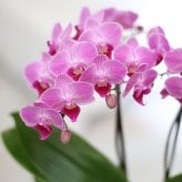 マイクロ胡蝶蘭 コケ玉 1本立ち 苔玉胡蝶蘭