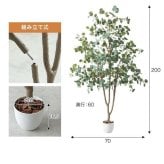 【高さ200cm】光触媒人工観葉植物 ユーカリ 幅70cm×奥行60cm×高さ200cm オフィス 天然木 ポリエステル 組立品 お部屋に気軽に飾れて空間を美しく彩るフェイクグリーン 本物の植物のようなリアルな質感とインテリアに馴染む風合いが魅力です