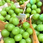 長野県産 ぶどう シャインマスカット 秀品 贈答用 果物 フルーツ お取り寄せ 産地直送 【送料無料(一部地域除く)】