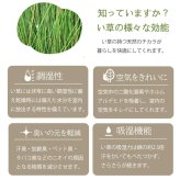 夏ラグ 夏用カーペット ラグ マット 国産 日本製 い草 高級感 エレガンス 消臭 自然素材 滑り止め加工 不織布 正方形 約191×191cm 新生活