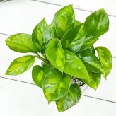 PLANCHU 観葉植物 ポトス グローバルグリーン 3.5号鉢 受け皿付き 育て方説明書付き PVP Epipremnum aureum ‘Global Green’  エピプレムナム アロイド
