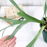 PLANCHU 観葉植物 プラティケリウム ヴィーチー 6号吊り鉢 育て方説明書付き Platycerium veitchii ビーチー ベイチー ビカクシダ コウモリラン シダ植物