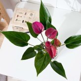 PLANCHU 観葉植物 アンスリウム シラノ 4号鉢 受け皿付き 育て方説明書付き Anthurium andraeanum ‘Cirano’ アンスリューム アロイド 鉢花 パープル系