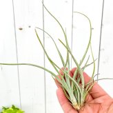 PLANCHU エアプランツ ティランジア ベイレイ Mサイズ 1株 W10×H18cm前後 育て方説明書付き Tillandsia baileyi エアープランツ チランジア