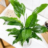 PLANCHU 観葉植物 スパティフィラム 6号鉢 受け皿付き 育て方説明書付き Spathiphyllum hybrids アロイド