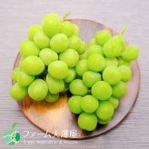 長野県産 シャインマスカット クイーンルージュ 各1房 【2房】 ｜ 1房約450-500g ｜ ぶどう 国産フルーツ 贈答用 ギフト プレゼント