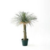 観葉植物 造花 ユッカ ロストラータ BROWN 全高約94cm 中型 フェイクグリーン 本物そっくり おしゃれ インテリア 人工観葉植物 アーティフィシャルグリーン オフィス 店舗 ホテル 開店祝い 室内 ブルー フェイク