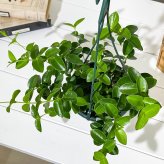 PLANCHU 観葉植物 ホヤ クミンギアナ 5号吊り鉢 育て方説明書付き Hoya cumingiana サクララン 桜蘭