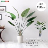 お手入れ簡単 フェイクグリーン ストレリチア Mサイズ(150cm) 新築祝い 開店祝い