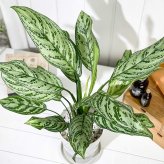 PLANCHU 観葉植物 アグラオネマ シルバークイーン 6号鉢 受け皿付き 育て方説明書付き Aglaonema ‘Silver Queen’ 幸せを招くタイの宝石 アロイド