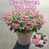 サニープリンセス 苗 ピンク 1株 3.5号ポット サントリーフラワーズ ｜トレニア｜小花が咲き続ける夏の花苗｜鉢植え・プランター・花壇におすすめ｜初心者向け｜肥料付き ガーデニング ハンギング