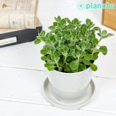 PLANCHU 観葉植物 プレクトランサス アロマティカス 3.5号鉢 受け皿付き 育て方説明書付き Plectranthus hadiensis ハーブ苗 虫除け植物