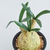 誕生日や記念日のプレゼントにおすすめ CT触媒コーデックス CT触媒 フェイクグリーン 人工観葉植物 造花 空気清浄 消臭 抗菌 インテリア 雑貨 おしゃれ ギフト