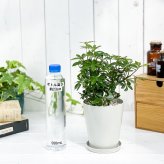 PLANCHU 観葉植物 シェフレラ アルボリコラ コンパクタ 4号鉢 受け皿付き 育て方説明書付き Schefflera arboricola ‘Compacta’ ホンコンカポック