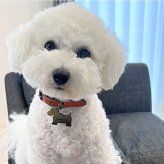 迷子札 アクリル 軽量 犬型 肉球 金 銀 シルバー ゴールド ネームタグ ペット ネームプレート 名札 ドッグタグ 名入れ 名前入れ 電話番号 いぬ イヌ 超軽量 ネーム入り トイプードル チワワ ダックス シュナウザー 柴犬 その他犬用品 その他猫用品