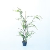 観葉植物 造花 ライベリー BROWN 全高約125cm 大型 フェイクグリーン 本物そっくり おしゃれ インテリア 人工観葉植物 アーティフィシャルグリーン オフィス 店舗 ホテル 開店祝い 室内 インテリアグリーン 枝もの フェイク